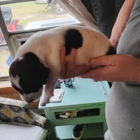 Skip, a male German Shorthaired Pointer for sale in Defuniak Springs, FL – Photo 5 of 7