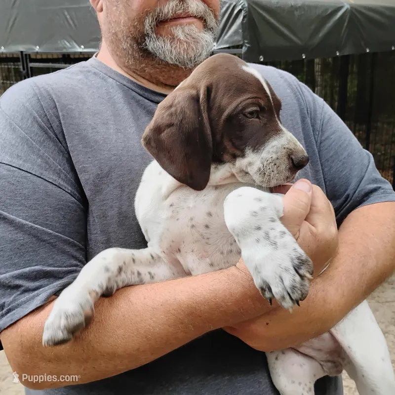Skip – German Shorthaired Pointer puppy for sale in Defuniak Springs, FL