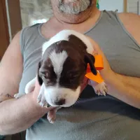Skip, a male German Shorthaired Pointer for sale in Defuniak Springs, FL – Photo 6 of 7