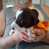 Skip, a male German Shorthaired Pointer for sale in Defuniak Springs, FL – Photo 2 of 7
