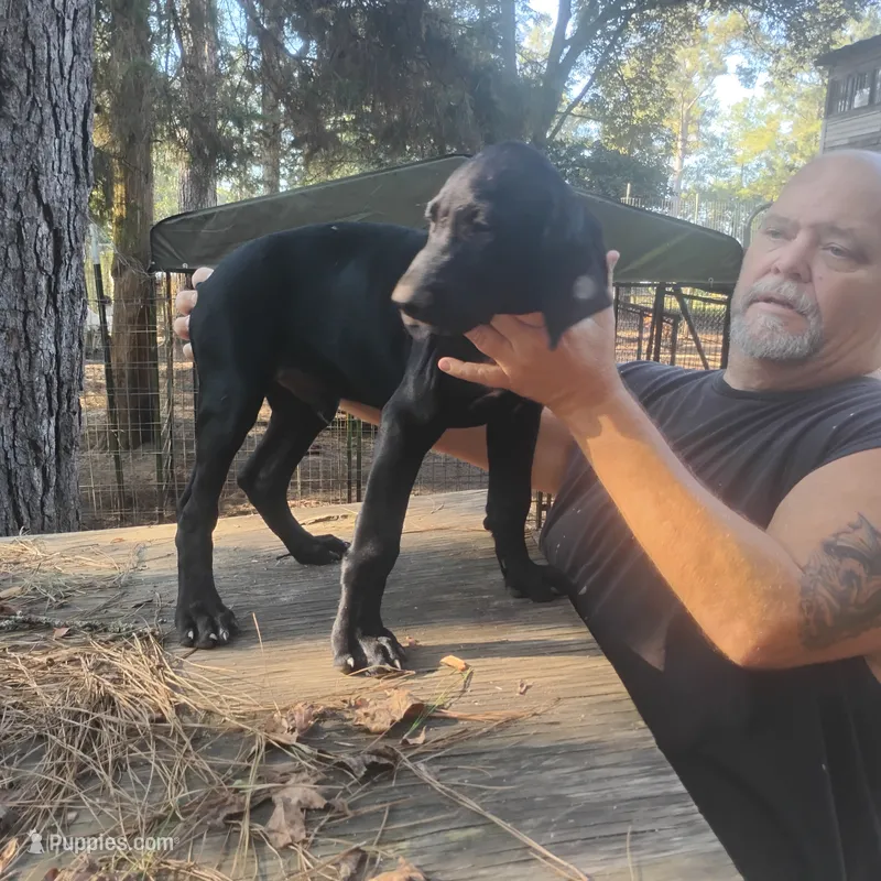 Will – German Shorthaired Pointer puppy for sale in Defuniak Springs, FL