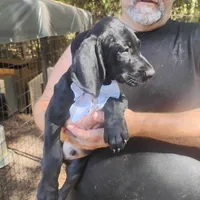Will, a male German Shorthaired Pointer for sale in Defuniak Springs, FL – 3 of 10