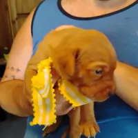 Sunny Flower, a female Labrador Retriever for sale in Defuniak Springs, FL – 6 of 9
