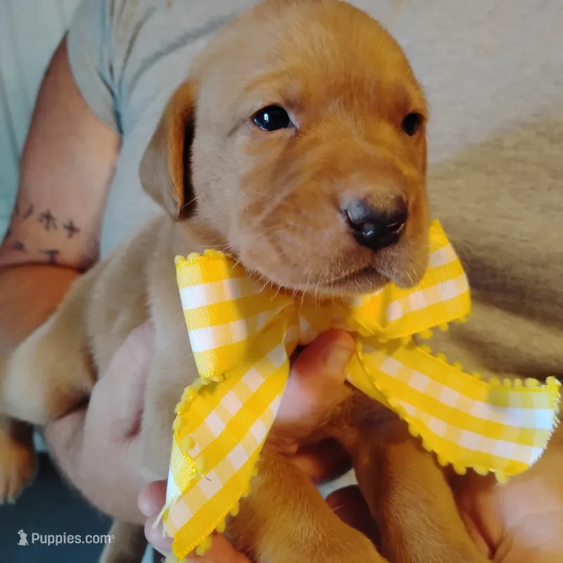 Sunny Flower – Labrador Retriever puppy for sale in Defuniak Springs, FL