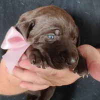 Guppy, a female German Shorthaired Pointer for sale in Defuniak Springs, FL – 7 of 7