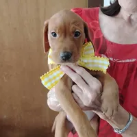 Sunny Flower, a female Labrador Retriever for sale in Defuniak Springs, FL – 2 of 5