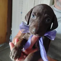 Lil' Perch , a female German Shorthaired Pointer for sale in Defuniak Springs, FL – 4 of 7
