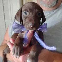 Lil' Perch , a female German Shorthaired Pointer for sale in Defuniak Springs, FL – 2 of 7