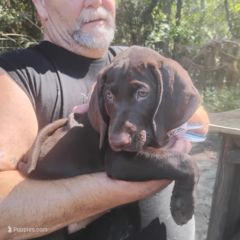 Clara – German Shorthaired Pointer puppy for sale in Defuniak Springs, FL