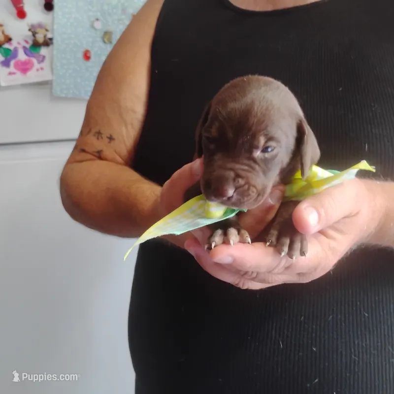 Homer  – German Shorthaired Pointer puppy for sale in Defuniak Springs, FL