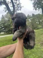 Green , a male German Shepherd Dog for sale in Rensselaer, IN – 4 of 4