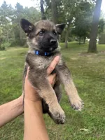 Blue , a male German Shepherd Dog for sale in Rensselaer, IN – 2 of 5