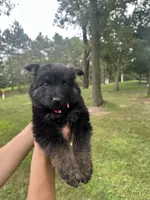 Pink, a female German Shepherd Dog for sale in Rensselaer, IN – 2 of 4