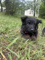 Pink, a female German Shepherd Dog for sale in Rensselaer, IN – 4 of 4
