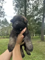 Yellow, a female German Shepherd Dog for sale in Rensselaer, IN – 1 of 5