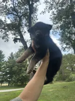 Light blue , a male German Shepherd Dog for sale in Rensselaer, IN – 3 of 4