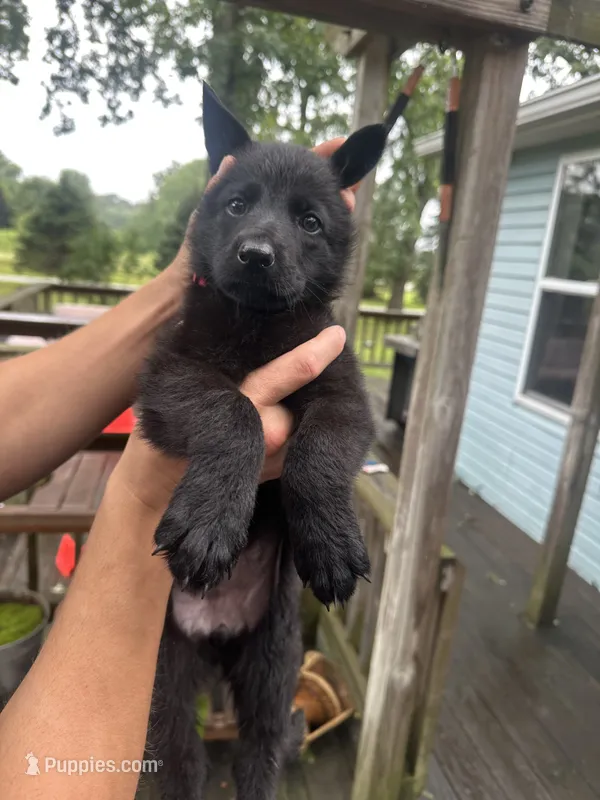 Red  – German Shepherd Dog puppy for sale in Rensselaer, IN