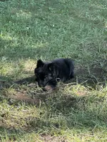 Pink, a female German Shepherd Dog for sale in Rensselaer, IN – 3 of 6