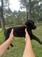 Red , a female German Shepherd Dog for sale in Rensselaer, IN – 3 of 4