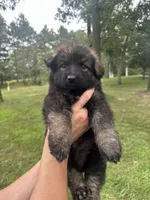 Yellow, a female German Shepherd Dog for sale in Rensselaer, IN – 3 of 5