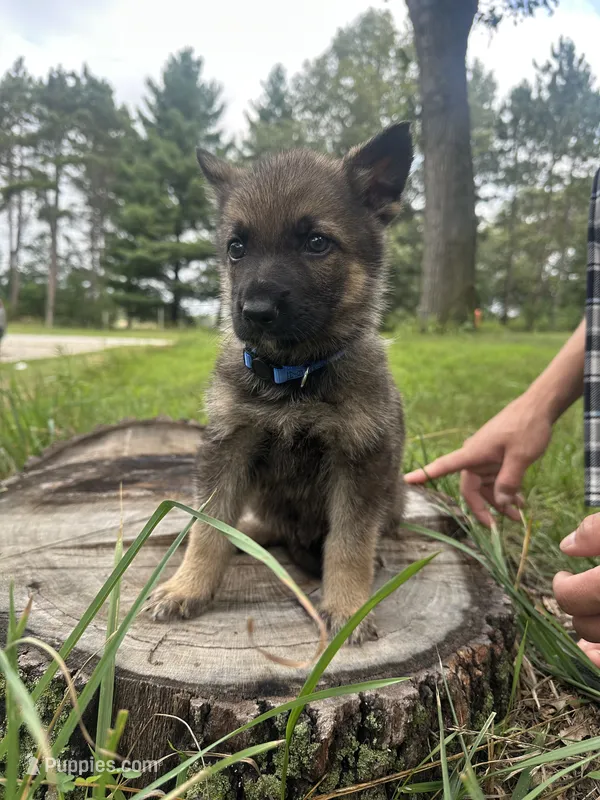 Blue  – German Shepherd Dog puppy for sale in Rensselaer, IN
