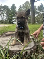 Blue , a male German Shepherd Dog for sale in Rensselaer, IN – 3 of 5