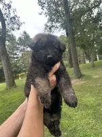 Yellow, a female German Shepherd Dog for sale in Rensselaer, IN – 5 of 5