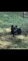 Pink, a female German Shepherd Dog for sale in Rensselaer, IN – 5 of 6