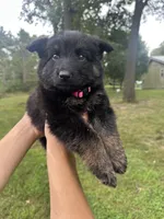 Pink, a female German Shepherd Dog for sale in Rensselaer, IN – 6 of 6