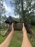 Blue , a male German Shepherd Dog for sale in Rensselaer, IN – 5 of 5