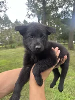 Red , a female German Shepherd Dog for sale in Rensselaer, IN – 4 of 4