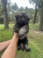 Green , a male German Shepherd Dog for sale in Rensselaer, IN – 2 of 4