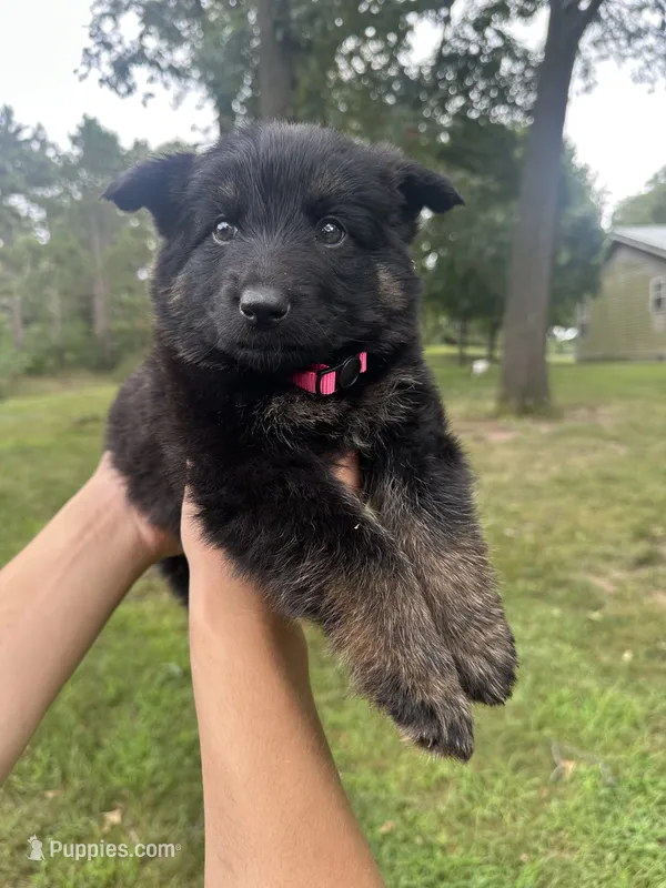 Pink – German Shepherd Dog puppy for sale in Rensselaer, IN