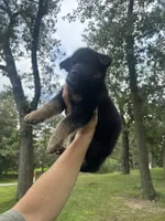 Light blue , a male German Shepherd Dog for sale in Rensselaer, IN – 2 of 4