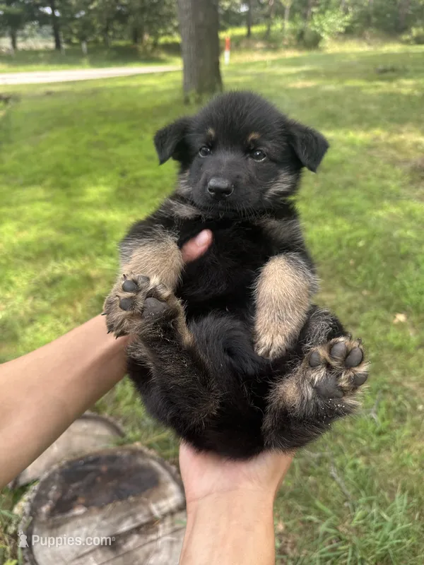 Light blue  – German Shepherd Dog puppy for sale in Rensselaer, IN