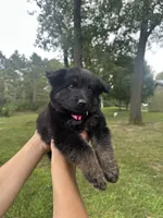 Pink, a female German Shepherd Dog for sale in Rensselaer, IN – 3 of 4