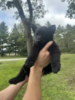 Purple , a female German Shepherd Dog for sale in Rensselaer, IN – 2 of 3