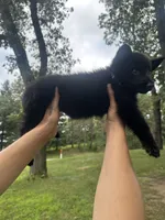 Purple , a female German Shepherd Dog for sale in Rensselaer, IN – 3 of 3