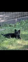 Pink, a female German Shepherd Dog for sale in Rensselaer, IN – 4 of 6