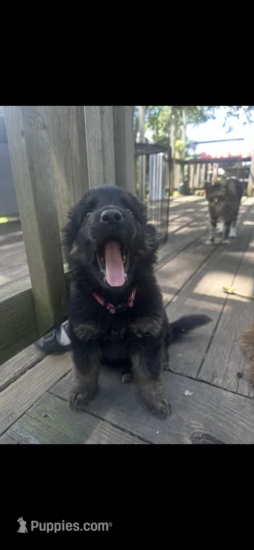 Pink – German Shepherd Dog puppy for sale in Rensselaer, IN