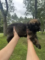Yellow, a female German Shepherd Dog for sale in Rensselaer, IN – 2 of 5