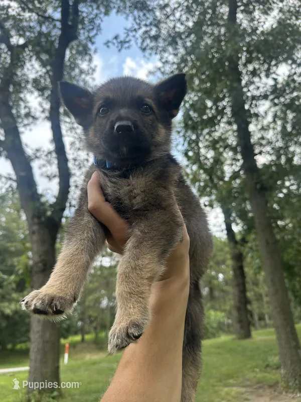 Blue  – German Shepherd Dog puppy for sale in Rensselaer, IN