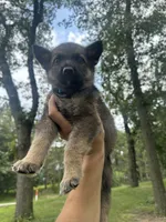 Blue , a male German Shepherd Dog for sale in Rensselaer, IN – 1 of 5