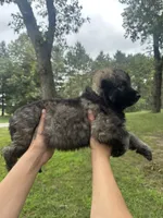 Green , a male German Shepherd Dog for sale in Rensselaer, IN – 3 of 4