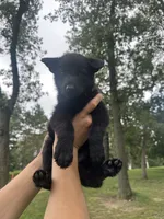Red , a female German Shepherd Dog for sale in Rensselaer, IN – 2 of 4