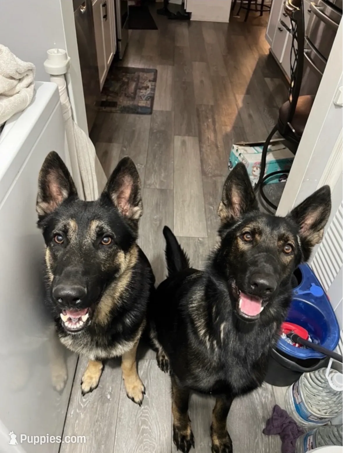 Mittens, a male German Shepherd Dog for sale in Rensselaer, IN – Photo 5 of 5