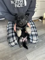 Mittens, a male German Shepherd Dog for sale in Rensselaer, IN – Photo 3 of 5