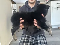 Mittens, a male German Shepherd Dog for sale in Rensselaer, IN – Photo 4 of 5