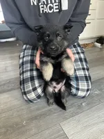 Mittens, a male German Shepherd Dog for sale in Rensselaer, IN – Photo 2 of 5