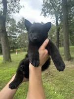 Purple , a female German Shepherd Dog for sale in Rensselaer, IN – 1 of 3